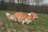 CORGI PEMBROKE 1454